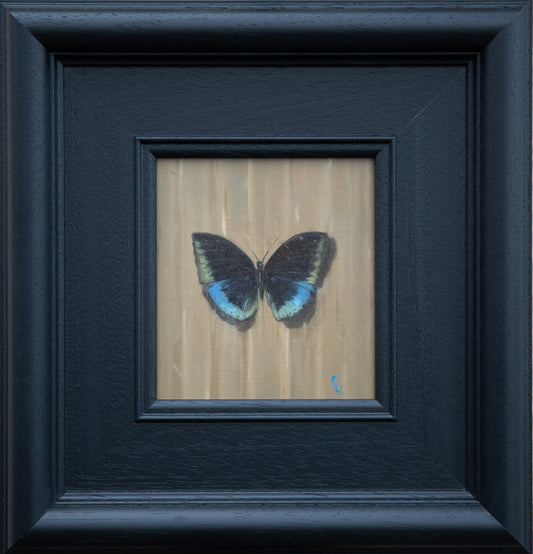'Blue Winged Butterfly'